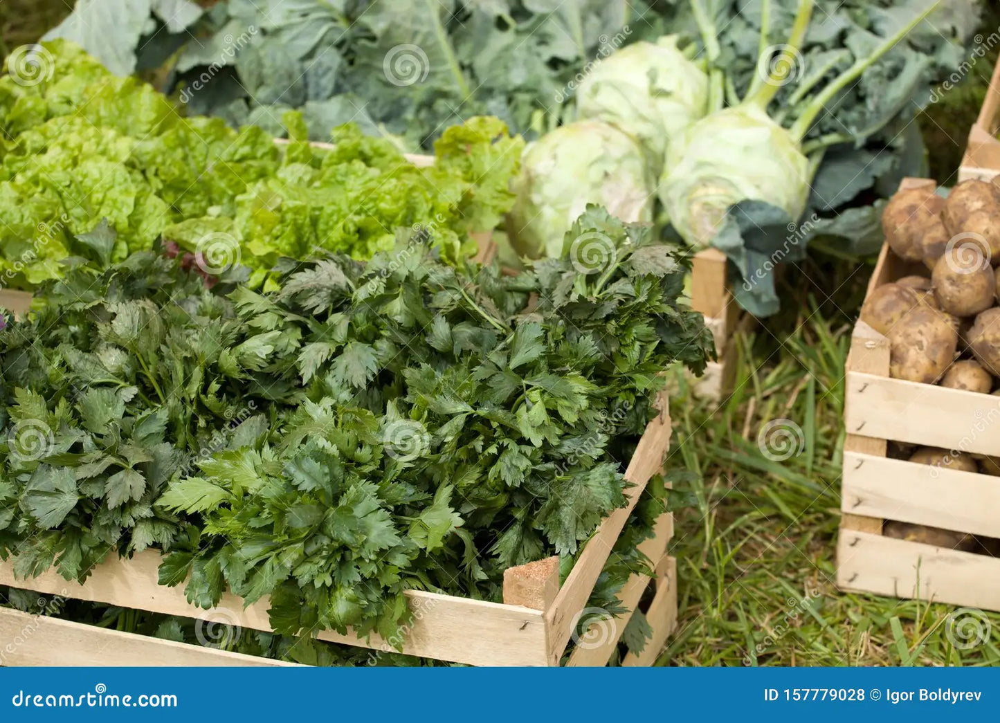 Spring Plant Pre-Order – ZaGardens Seed-Started Plants